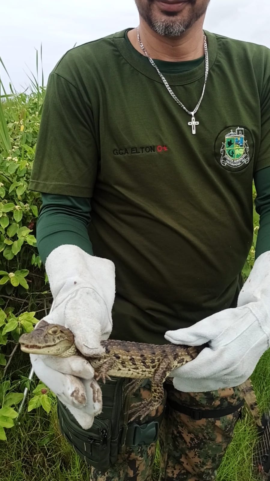 Jiboia E Filhote De Jacar S O Resgatados Em Saquarema Di Rio Do Rio