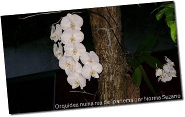 Orquidea numa rua de Ipanema por Norma Suzano