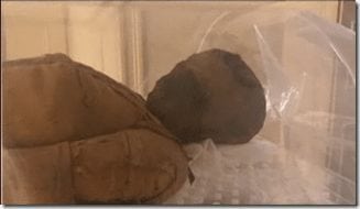 Mumia do Rio de Janeiro
