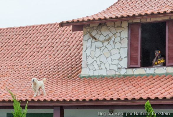 Dog on Roof por Barbara Eckstein