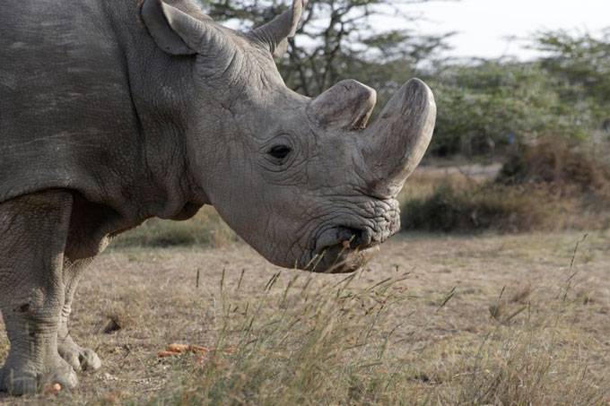 Exposição destaca extinção dos rinocerontes e outros problemas