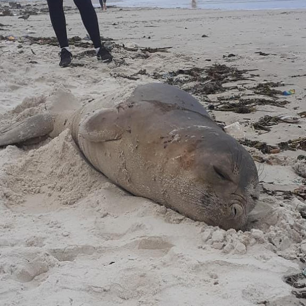 Filhote De Elefante Marinho Encalha Na Praia Da Barra Diario Do