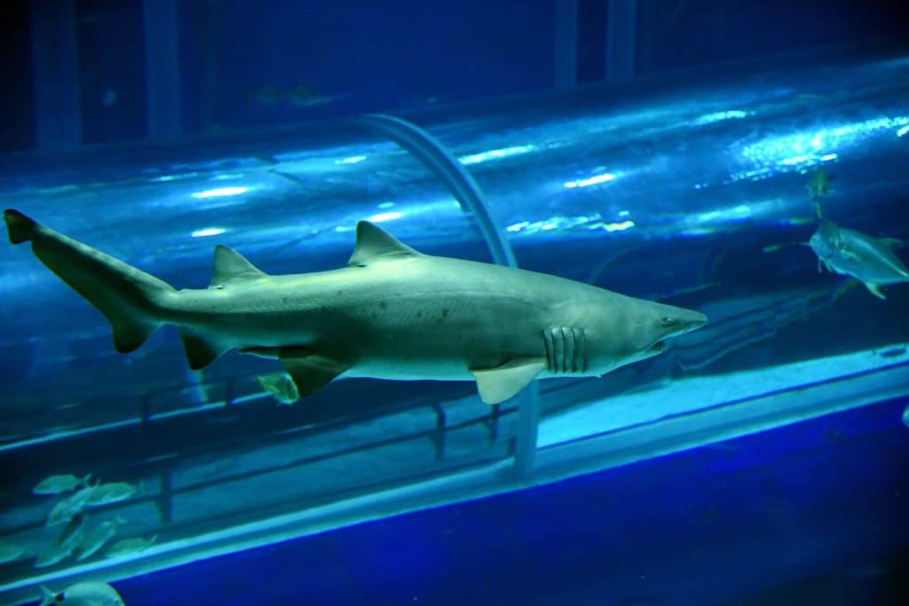AquaRio promove a 'Shark Week', semana dedicada aos tubarões, O que fazer  no Rio de Janeiro