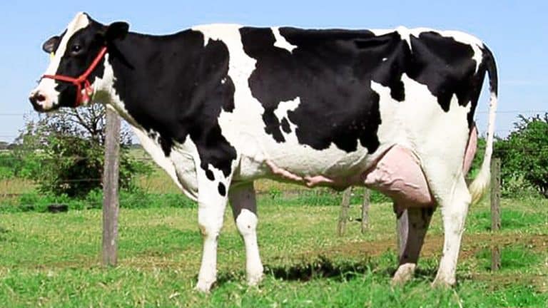 Sérgio Ricardo: Solução para o país que detém o 2o. maior rebanho bovino do mundo