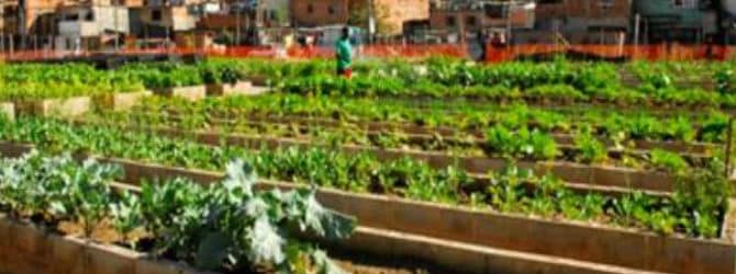 Horta urbana: produção de alimentos do quintal está perto de 1
