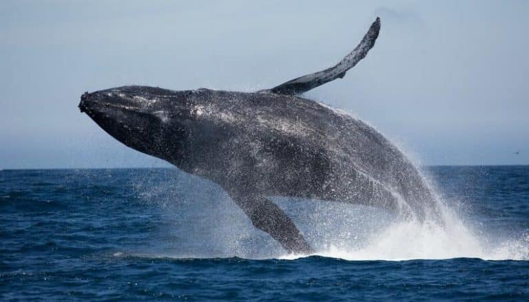 Litoral do RJ é rota migratória de baleias-jubartes