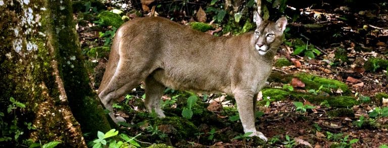 Segundo maior felino do continente é flagrado em parque de Nova Friburgo
