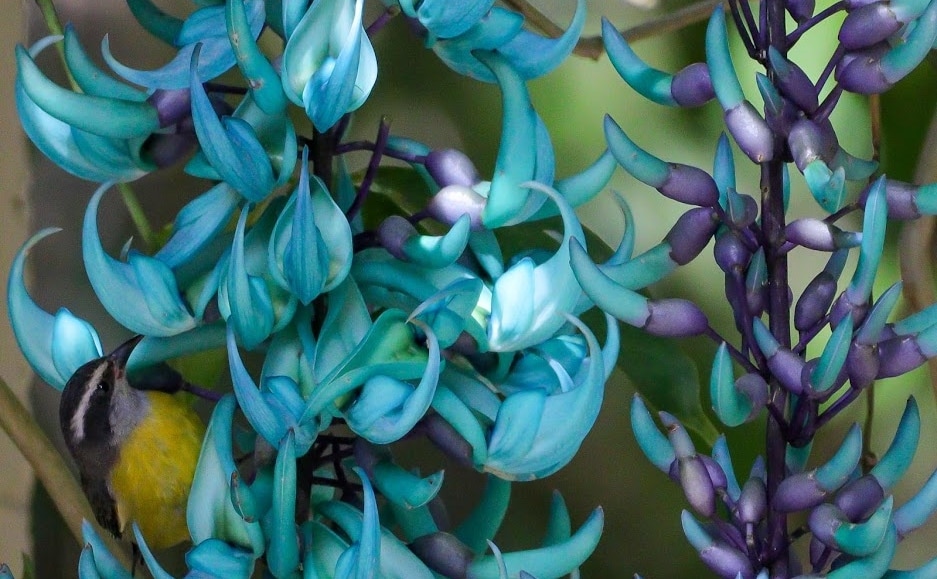 A bela e azul Flor de Jade tem floração no Jardim Botânico do Rio - Diário  do Rio de Janeiro