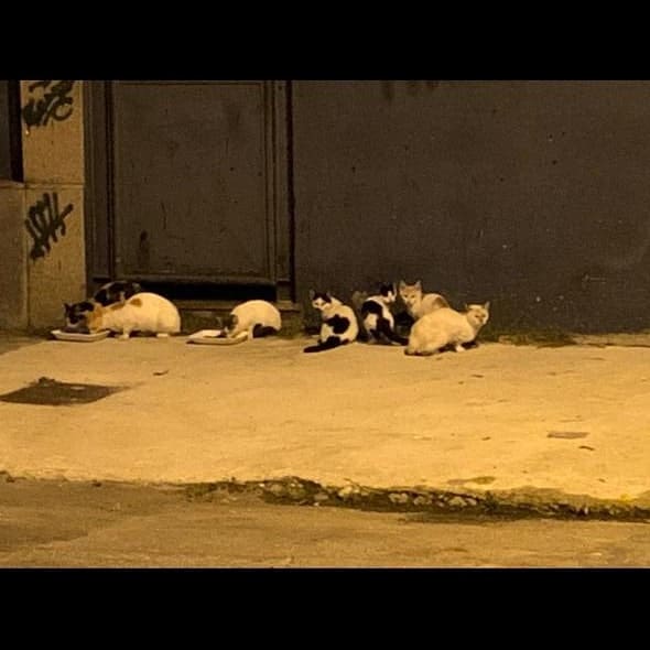 Protetora é proibida de alimentar e castrar gatos comunitários em fábrica na zona norte do Rio