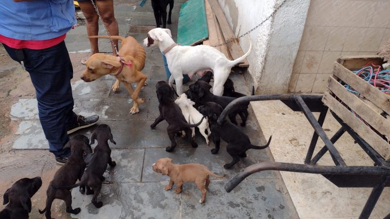 18 cães são resgatados em situação de maus-tratos em Oswaldo Cruz