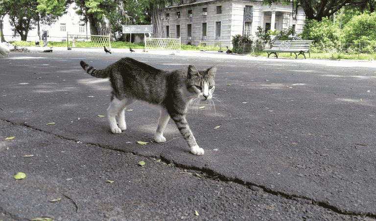 Gato no Campo de Santana