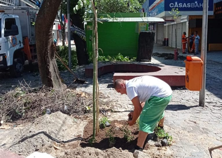 Calçadão de Campo Grande recebe replantio de árvores que haviam sido envenenadas