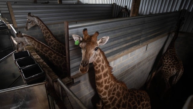 Quatro pessoas são indiciadas pela Polícia Federal por mortes de girafas importadas pelo Bioparque