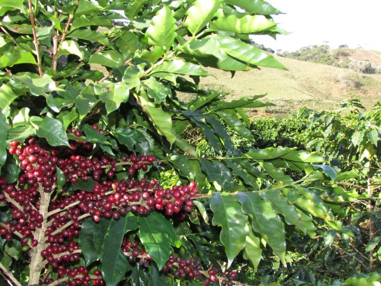 Guilherme Fonseca: O caminho da riqueza cafeeira fluminense