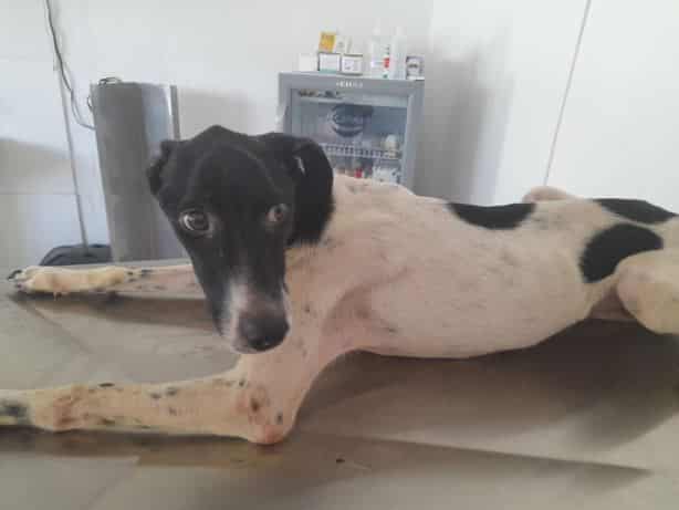 Prefeitura de Quatis resgata cadela em estado de abandono e grave anemia