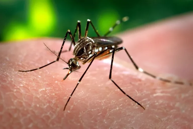 RJ teve aumento de 177% nos casos de dengue em 2022