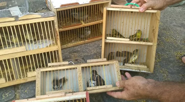 Operação ‘Angry Bird’ prende oito pessoas e apreende mais de 100 pássaros silvestres no RJ e em MG