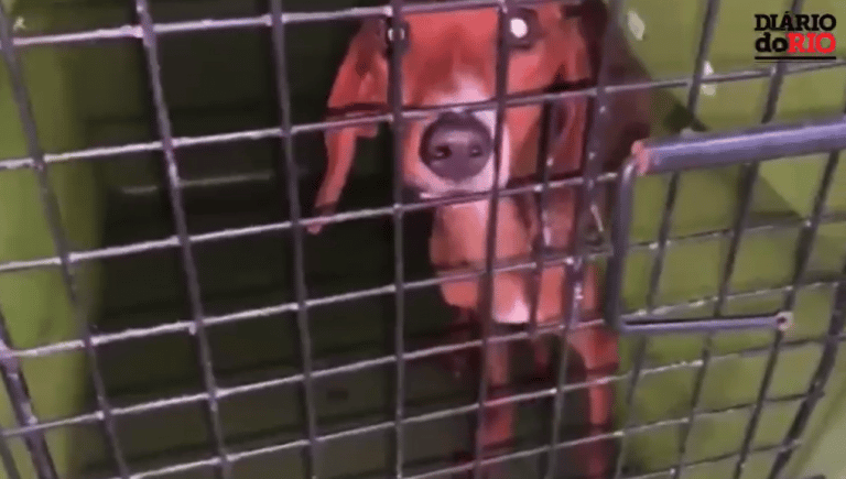 Polícia resgata animais que sofriam maus-tratos em Irajá