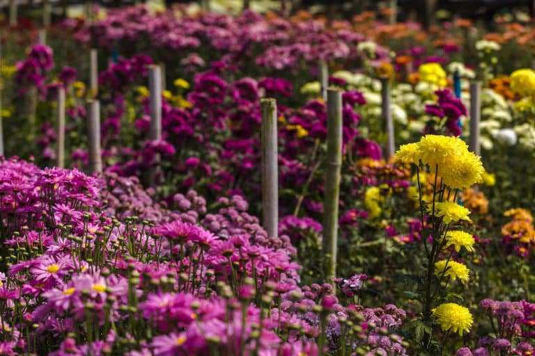 Governo do Estado abre linha de crédito ‘Florescer’ para produtores de flores