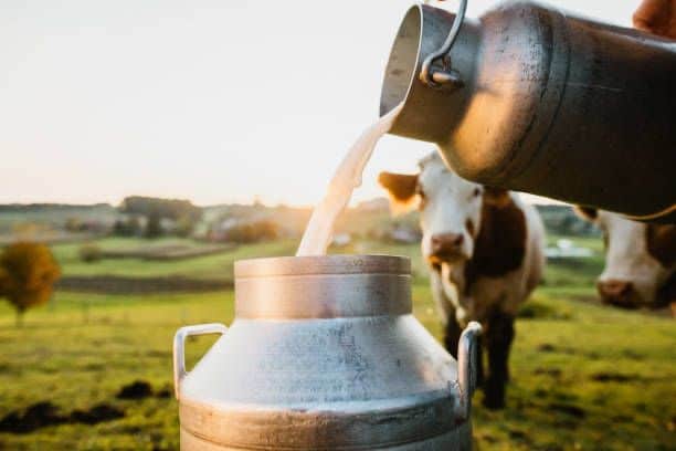 Quase de 15 mil produtores de leite do Estado do Rio são beneficiados com o programa Rio Leite