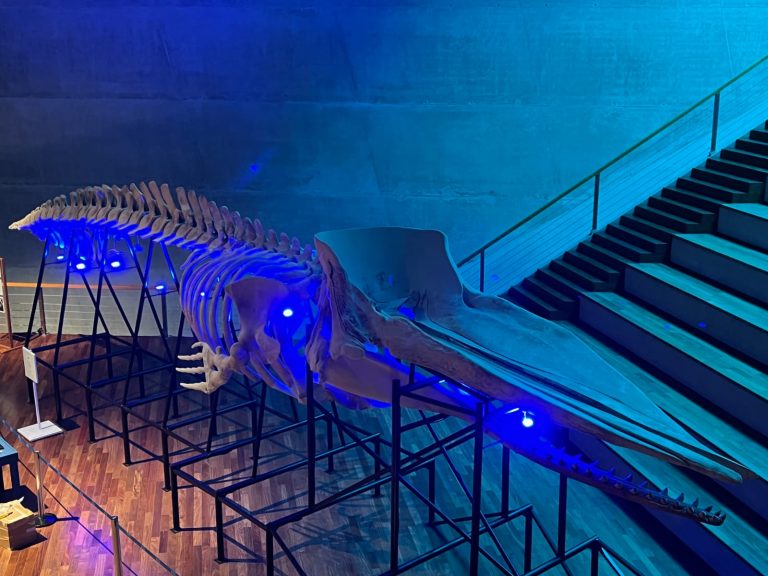 Cidade das Artes recebe exposição ‘Que baleia é essa?’, do Museu Nacional/UFRJ