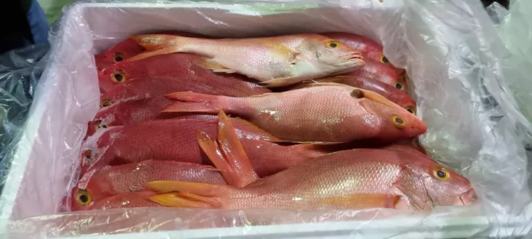 Ibama apreende 7 toneladas de peixes ameaçados de extinção no Aeroporto do Galeão