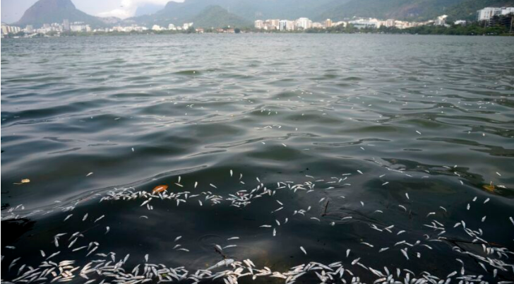 Baía de Guanabara é tomada por grande quantidade de peixes mortos