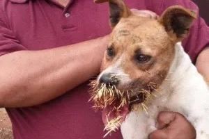 Cachorros são resgatados em praia do RJ após morderem porco-espinho