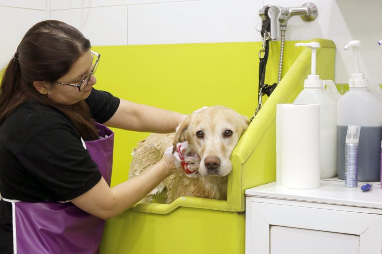 Lei obriga que pet shops e clínicas veterinárias denunciem maus-tratos em animais atendidos