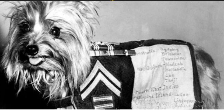Brutus e Smoky: duas legendas caninas talhadas na guerra