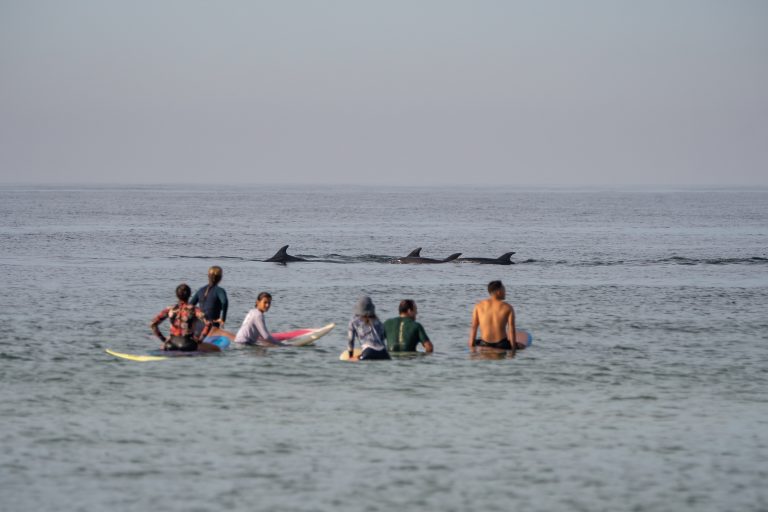 Golfinhos são vistos na praia da Barra na manhã deste sábado