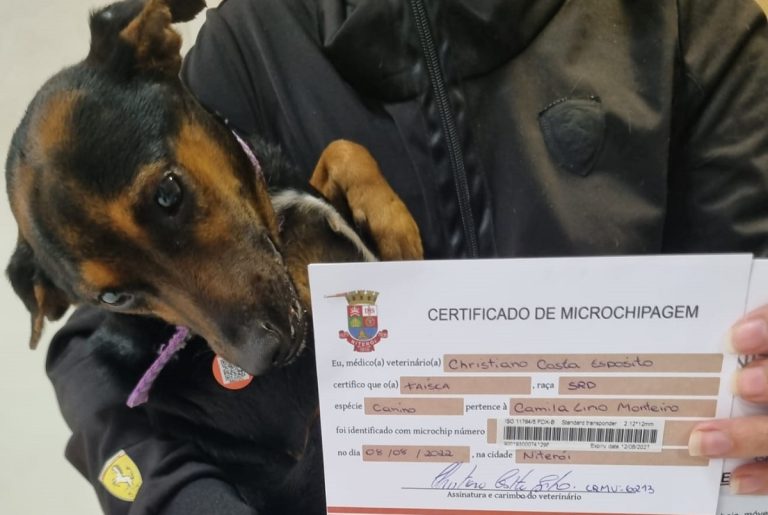 Prefeitura de Niterói já implantou 880 microchips em cães e gatos para evitar abandono de animais