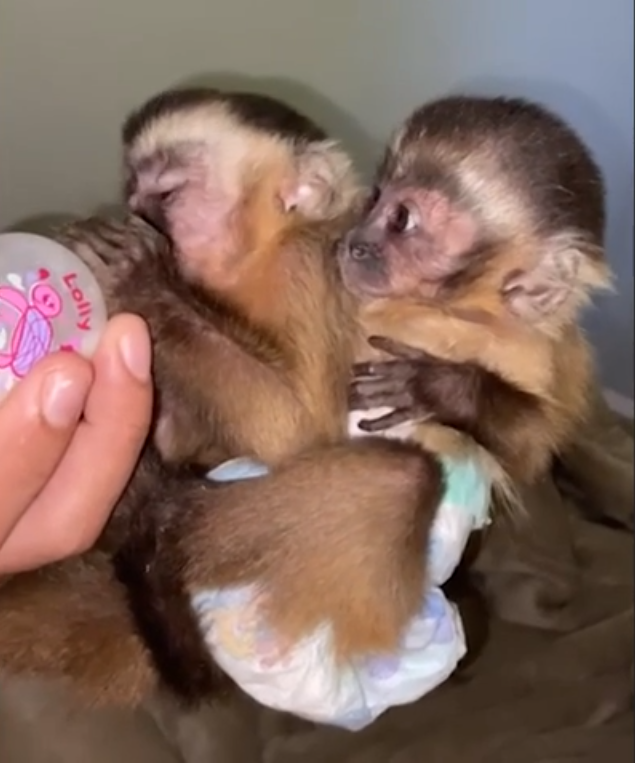 Filhote de macaco-prego 
