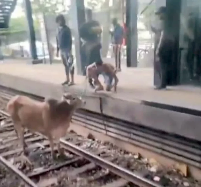 Bois Invadem Linha Férrea Em Estação De Magalhães Bastos Diário Do