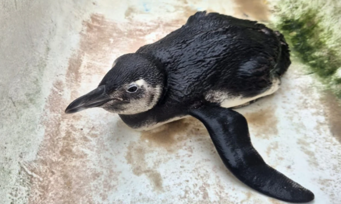 Pinguim é resgatado em praia de Niterói, na manhã deste sábado (13)